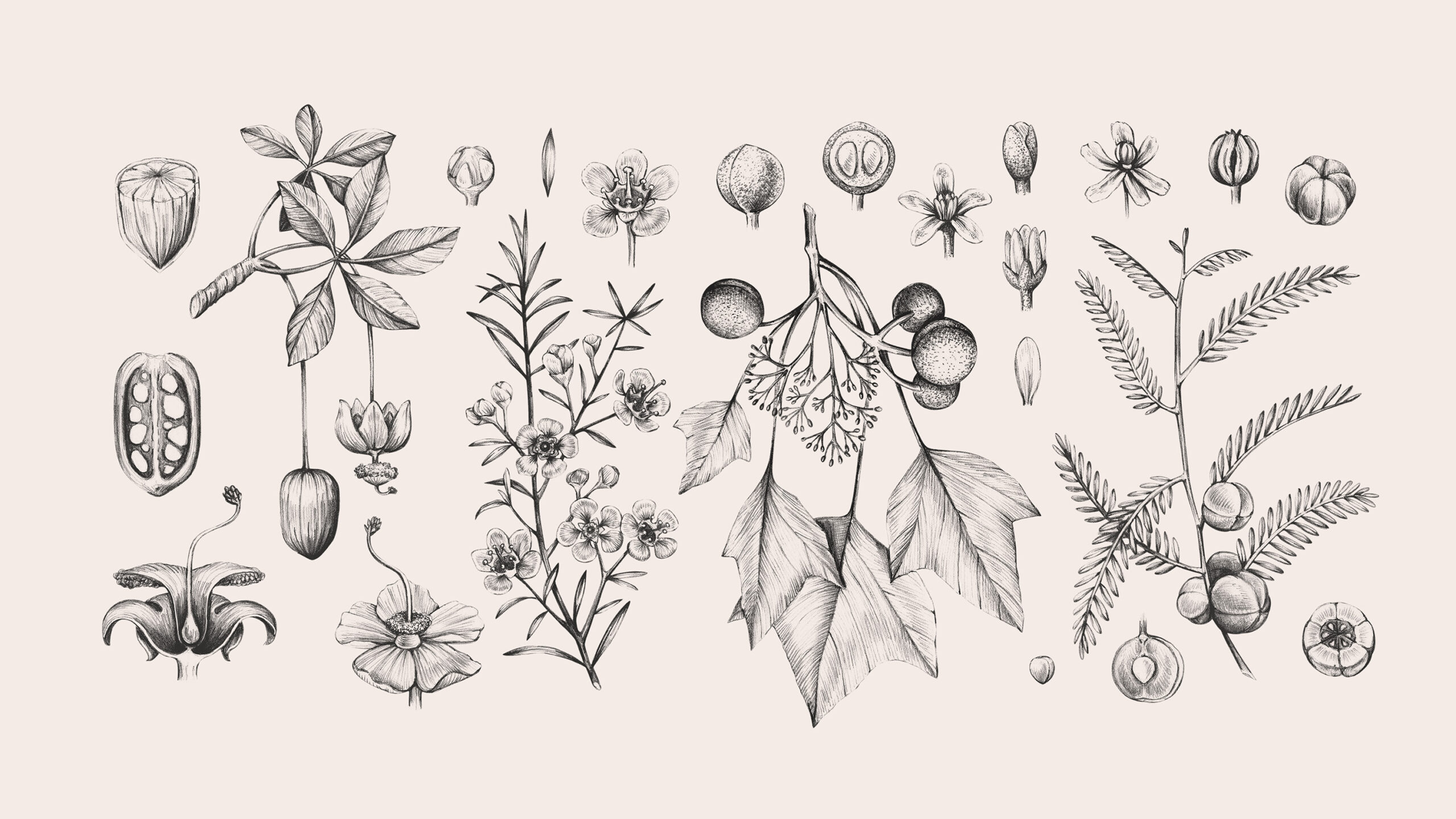 BLUMENES-15